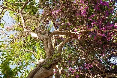 Ammos * Alykanas (Zakynthos)