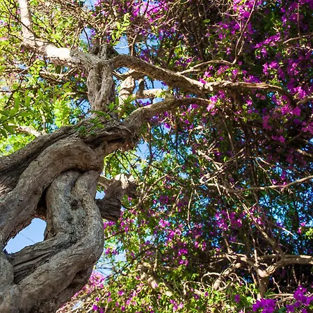 Apartamento Ammos Alykanas (Zakynthos)
